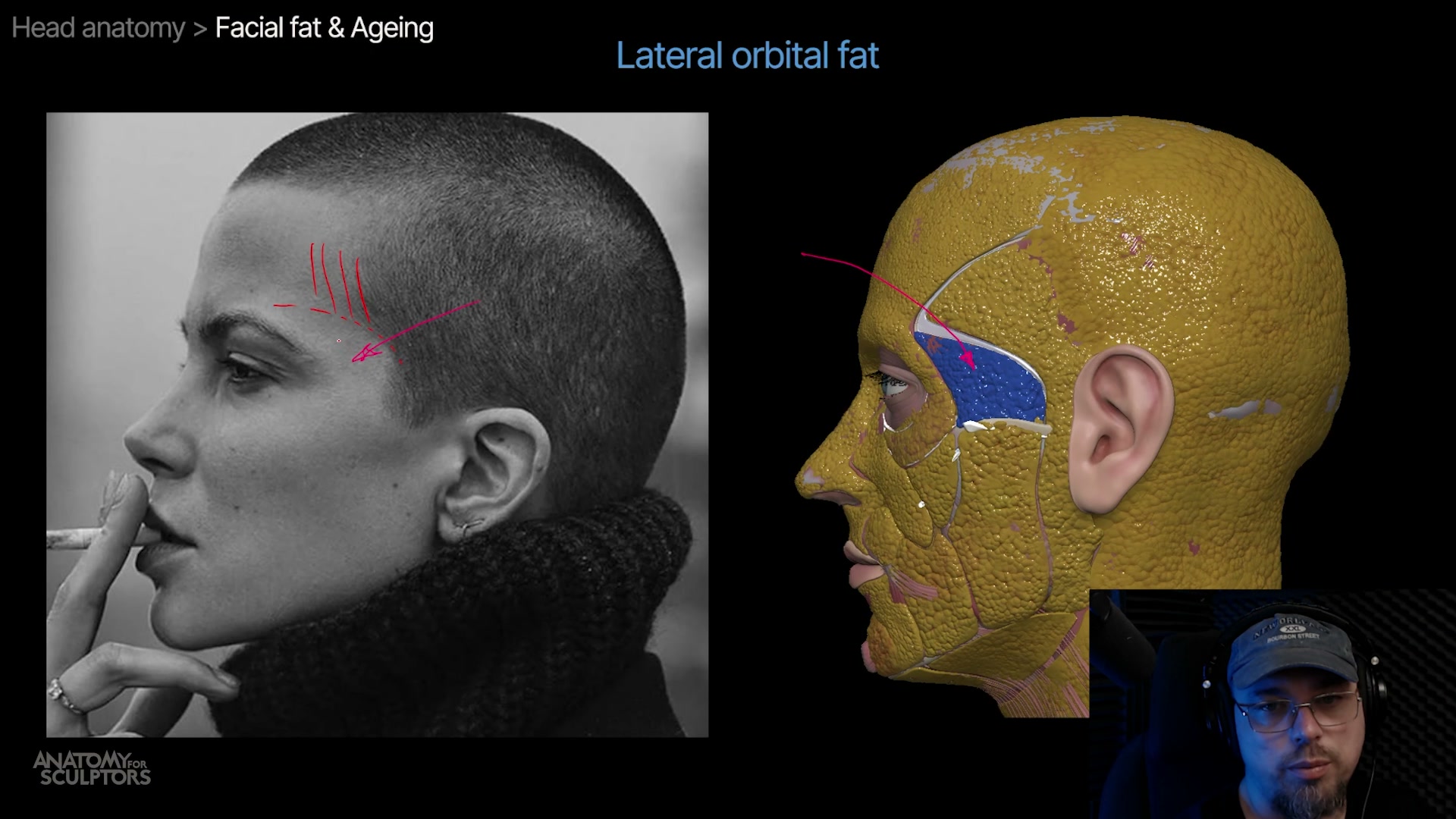 Anatomie de la tête