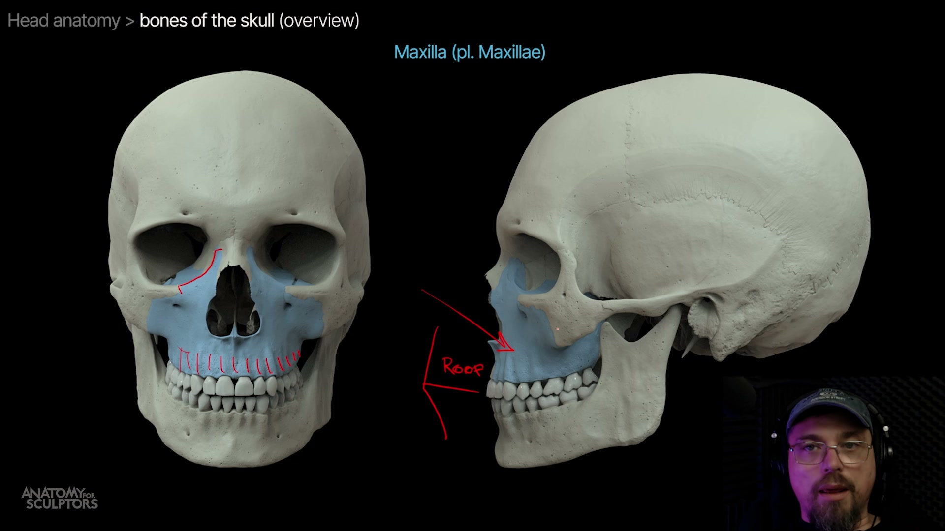 Anatomie de la tête