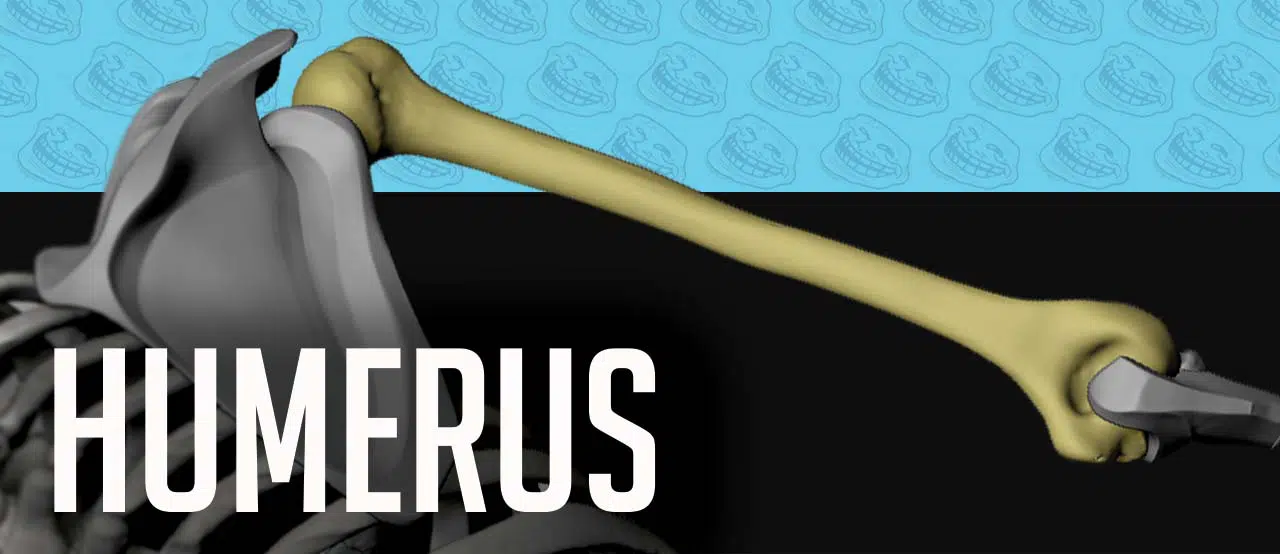 Humerus (skeleton of the arm) - the Upper Limb bone anatomy for artists