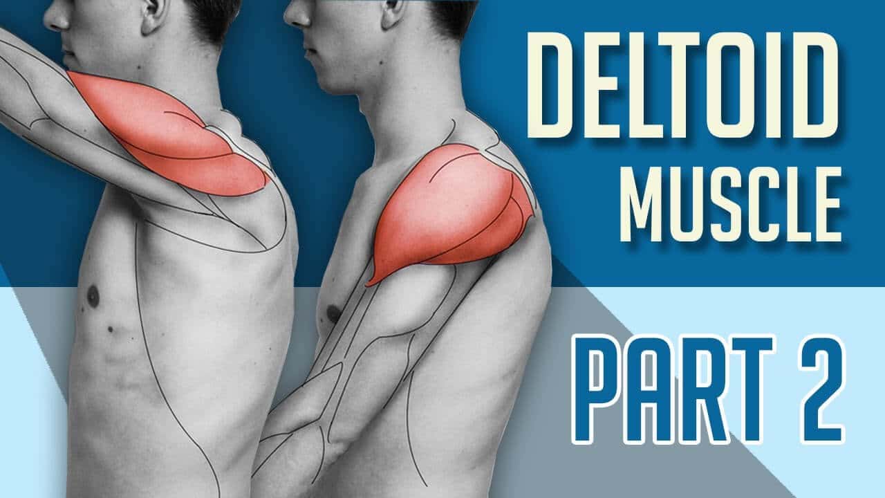Deltoid muscle (Part 2) - Upper limb muscle anatomy for artists
